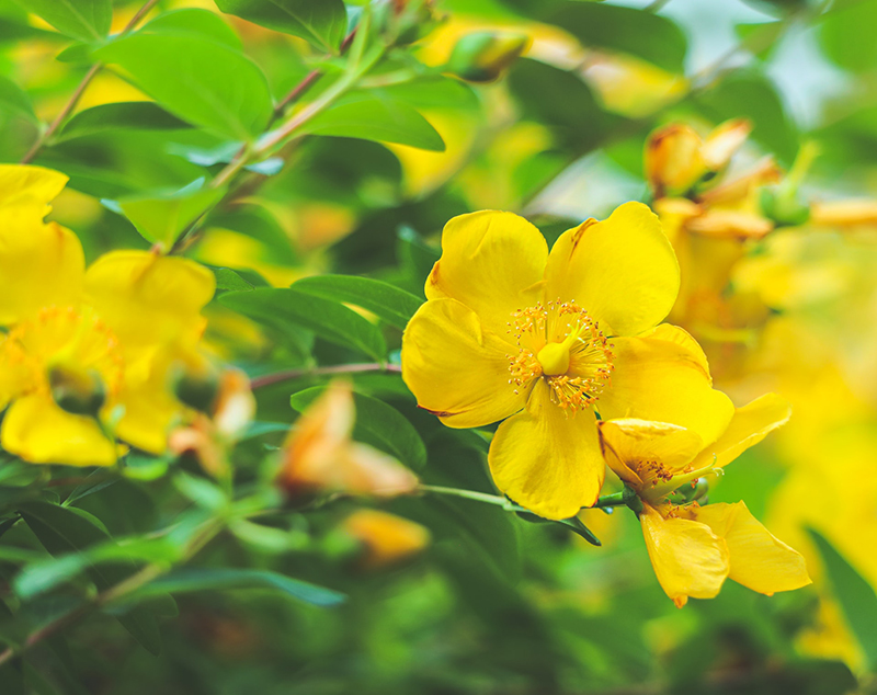 Johns Wort
