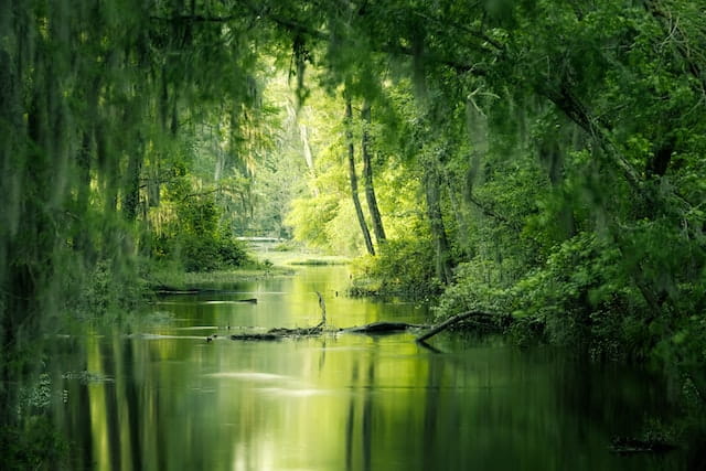 View of a lush, tree-lined river in Augusta, Georgia