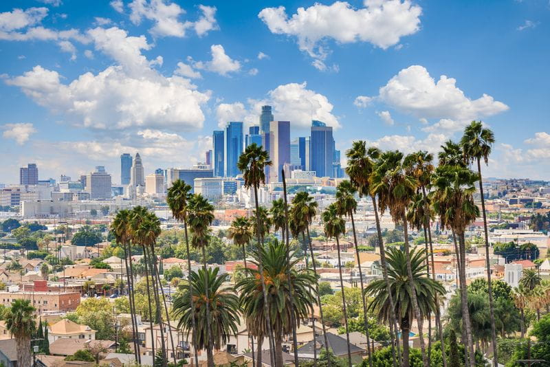  palm trees in great weather in los angeles, california