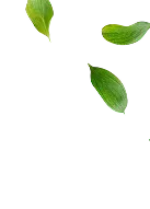 wsa